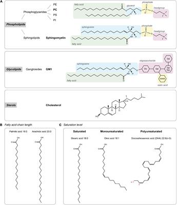 Contribution of Membrane Lipids to Postsynaptic Protein Organization